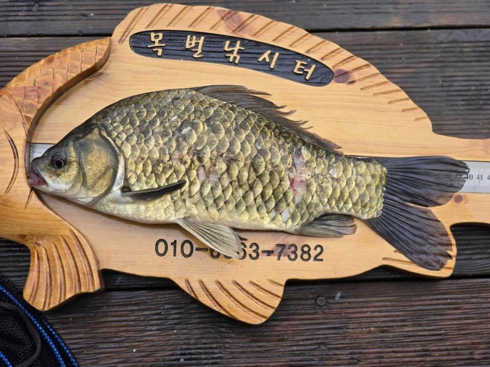 목벌 조황정보 (조황조행기 - 충주호조황속보)