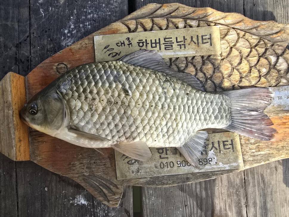 청풍 한버들 조황입니다 (조황조행기 - 충주호조황속보)