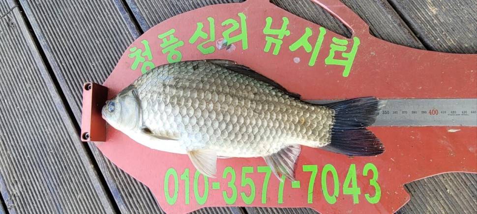 청풍신리낚시터 4짜외 허리급 마릿수입니다 (조황조행기 - 충주호조황속보)