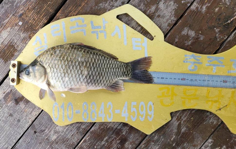 청풍 실리곡낚시터 허리급 조황입니다 (조황조행기 - 충주호조황속보)
