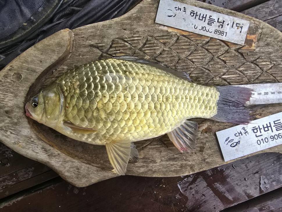 청풍 한버들 조황입니다 (조황조행기 - 충주호조황속보)