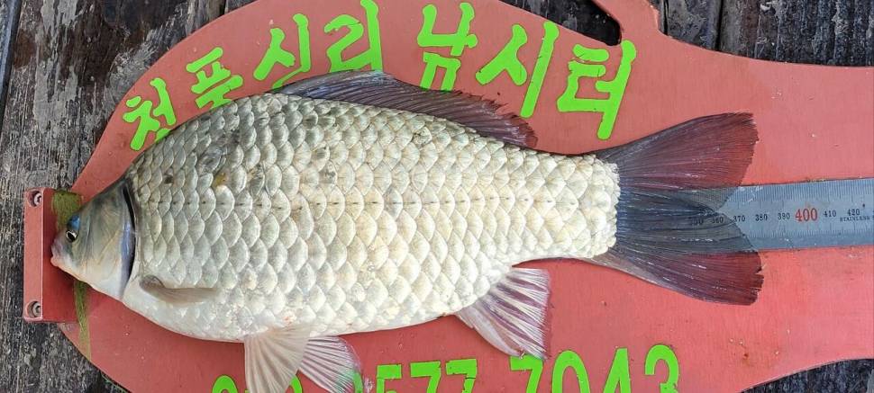청풍신리낚시터 허리급 조황입니다 (조황조행기 - 충주호조황속보)