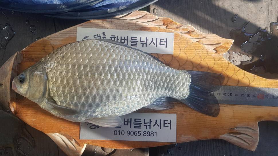 한버들 허릿급 조황입니다 (조황조행기 - 충주호조황속보)