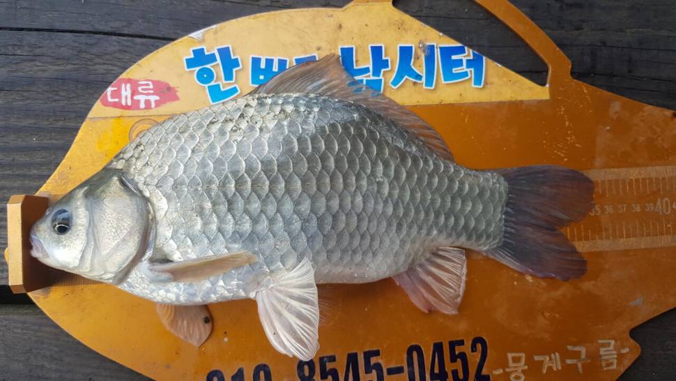 한버들 조황입니다 (조황조행기 - 충주호조황속보)