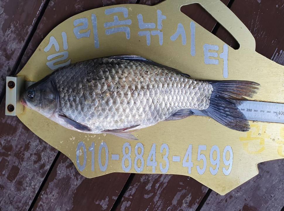 실리곡낚시터 4짜허리급 조황입니다 (조황조행기 - 충주호조황속보)