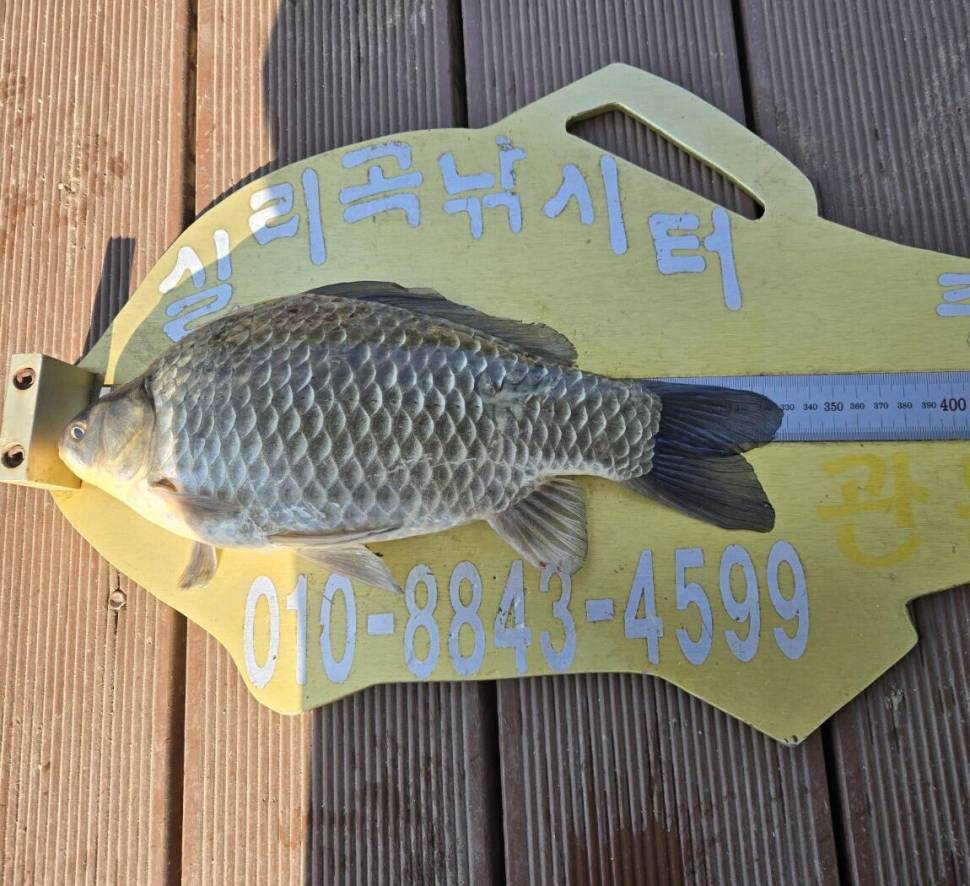 청풍 실리곡낚시터 조황입니다 (조황조행기 - 충주호조황속보)