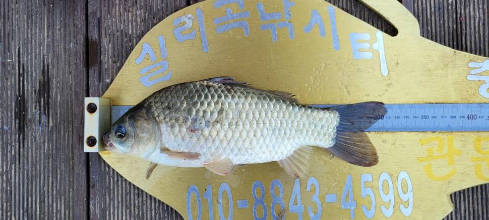 실리곡낚시터 4짜 조황입니다 (조황조행기 - 충주호조황속보)
