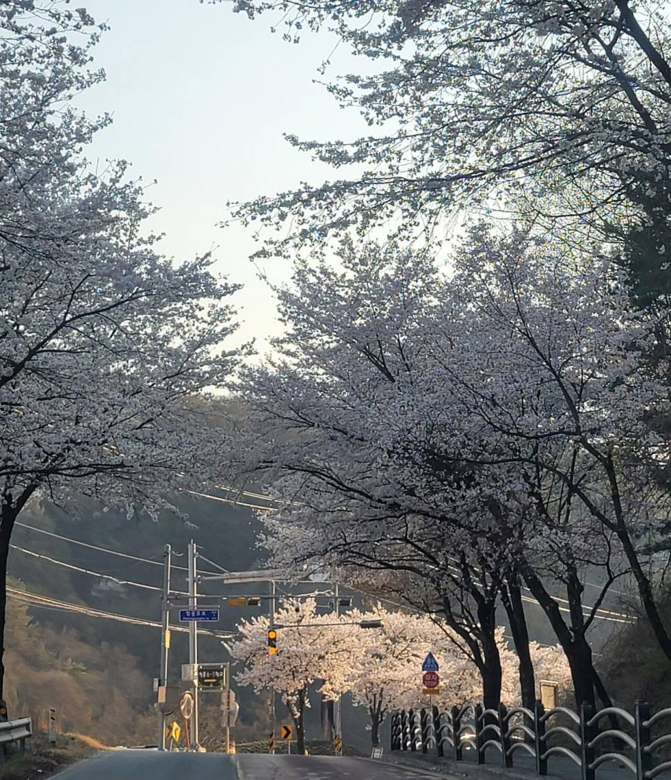 실리곡낚시터 허리급 조황입니다 (조황조행기 - 충주호조황속보)