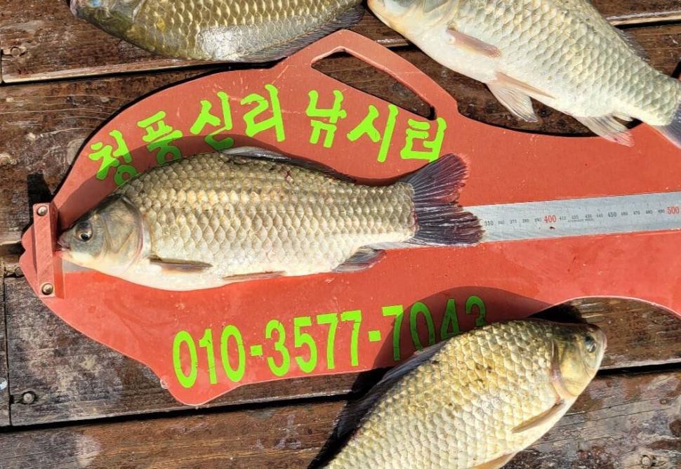 청풍신리낚시터 허리급입니다 (조황조행기 - 충주호조황속보)
