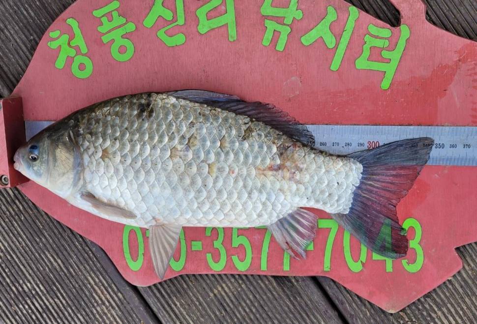 청풍신리낚시터 허리급조황정보입니다 (조황조행기 - 충주호조황속보)