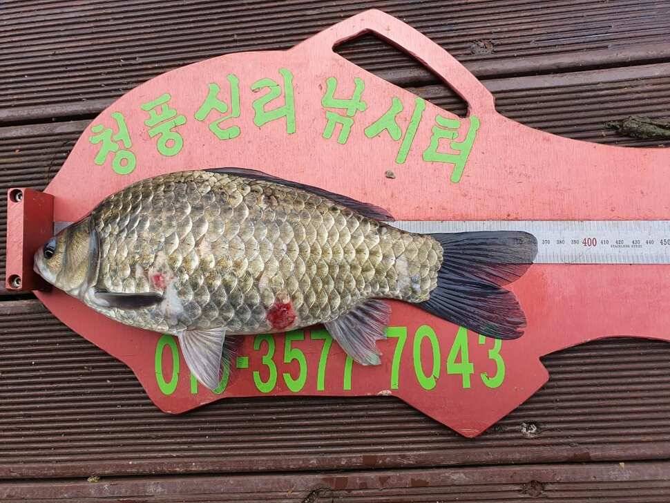 청풍신리낚시터 4짜 조황입니다 (조황조행기 - 충주호조황속보)