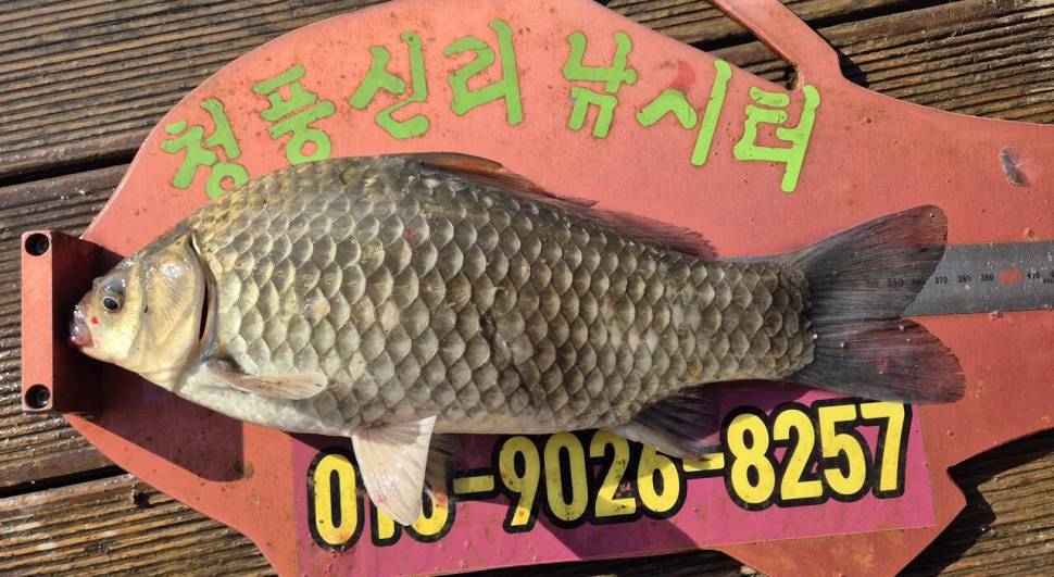 청풍신리낚시터 조황입니다 (조황조행기 - 충주호조황속보)