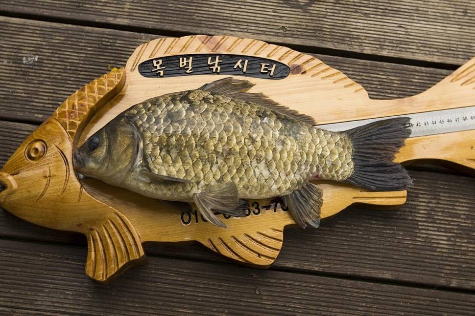 목벌대물과 주말조황 (조황조행기 - 충주호조황속보)