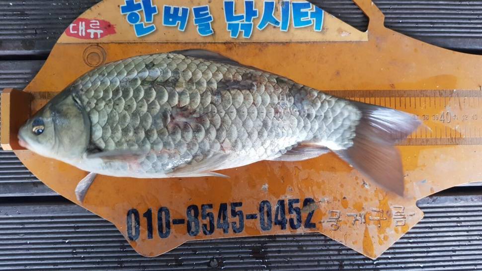한버들 조황입니다 (조황조행기 - 충주호조황속보)