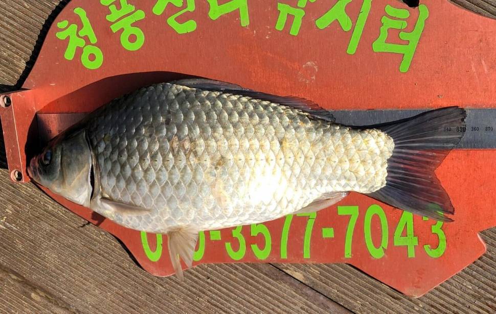 청풍신리낚시터 허리급조황입니다 (조황조행기 - 충주호조황속보)