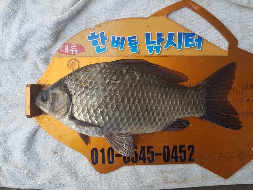 한버들 조황입니다 (조황조행기 - 충주호조황속보)