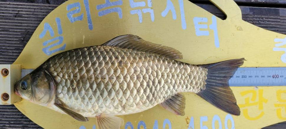 청풍실리곡낚시터 415cm외 허리급입니다 (조황조행기 - 충주호조황속보)