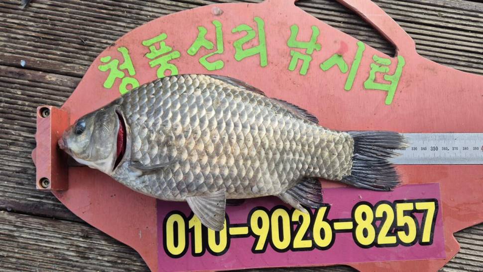 청풍신리낚시터 주말조황입니다 (조황조행기 - 충주호조황속보)