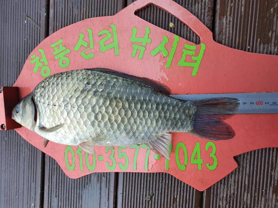 청풍신리낚시터 43cm415cm 4짜4짜 허리급 5수 조황입니다 (조황조행기 - 충주호조황속보)