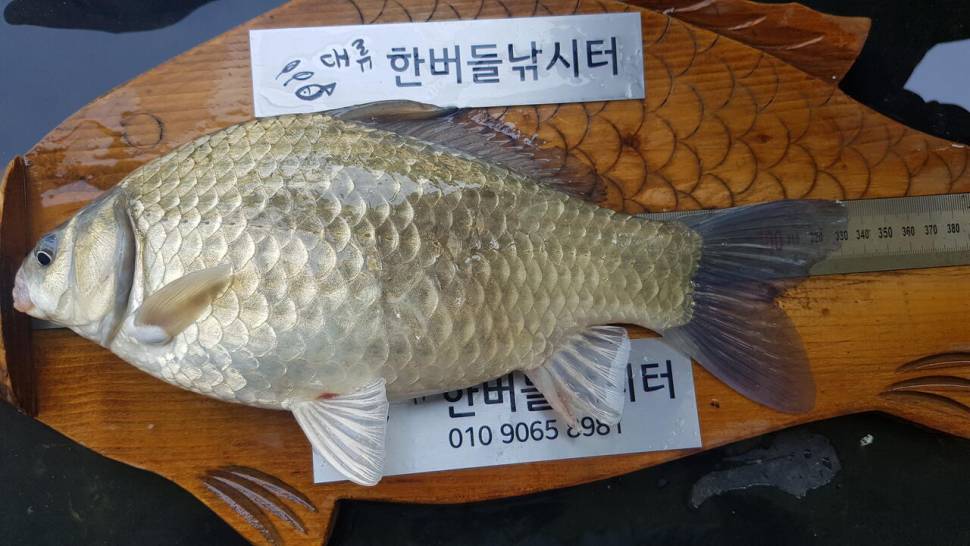 한버들 조황입니다 (조황조행기 - 충주호조황속보)