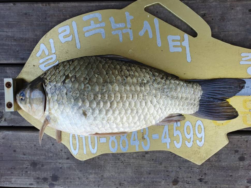 실리곡낚시터 4짜허리급 조황입니다 (조황조행기 - 충주호조황속보)