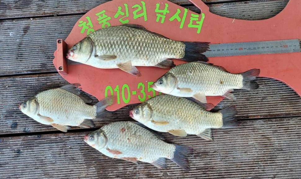 청풍신리낚시터 소식입니다 (조황조행기 - 충주호조황속보)