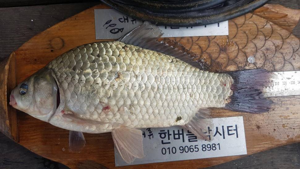 한버들 허릿급 조황입니다 (조황조행기 - 충주호조황속보)