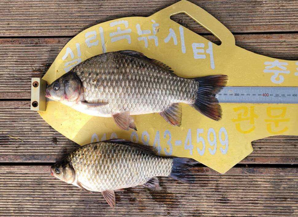 청풍 실리곡낚시터 조황입니다 (조황조행기 - 충주호조황속보)