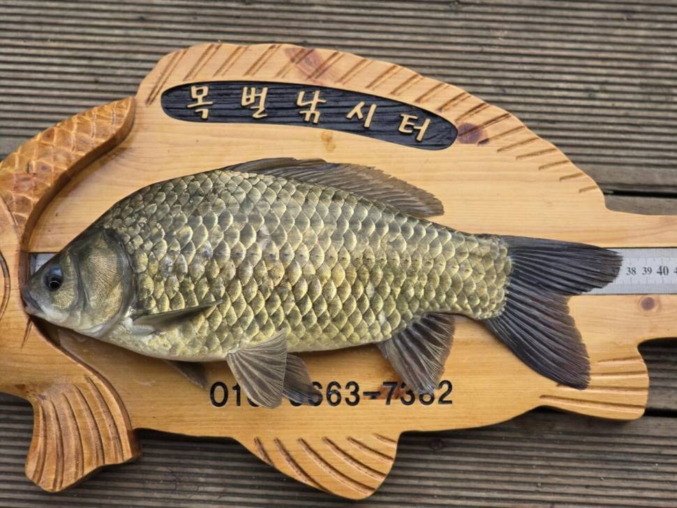 목벌 대물들과 주말조황 (조황조행기 - 충주호조황속보)