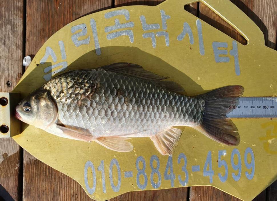 실리곡낚시터 4짜 3수허리급 2수 조황입니다 (조황조행기 - 충주호조황속보)