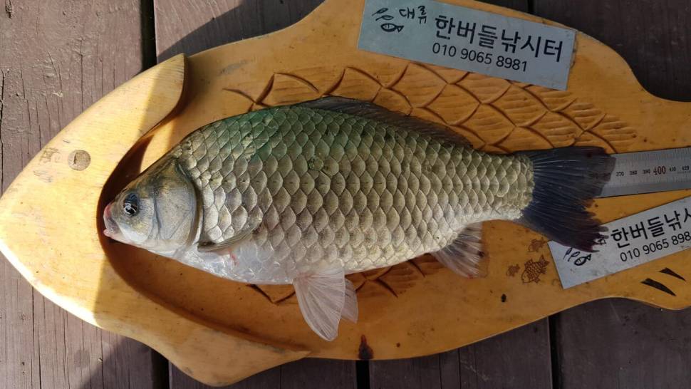 한버들 4짜 포함 허릿급 조황입니다 (조황조행기 - 충주호조황속보)