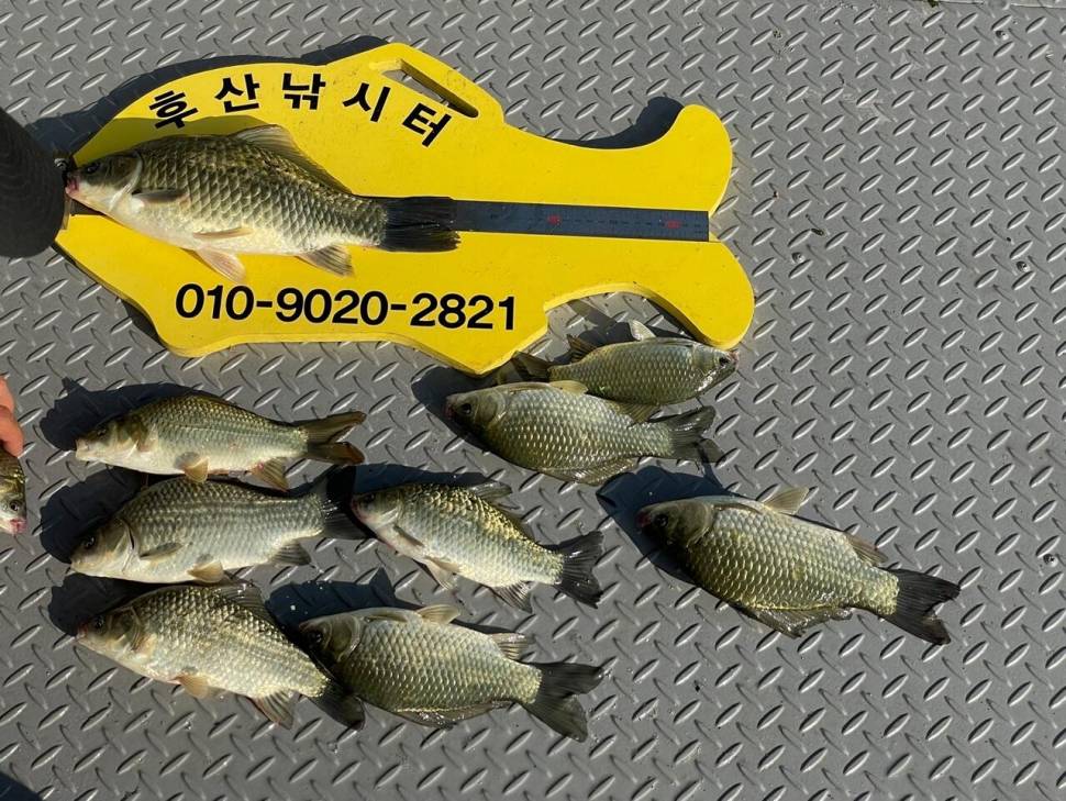 후산낚시터 조황 안내 입니다 (조황조행기 - 충주호조황속보)