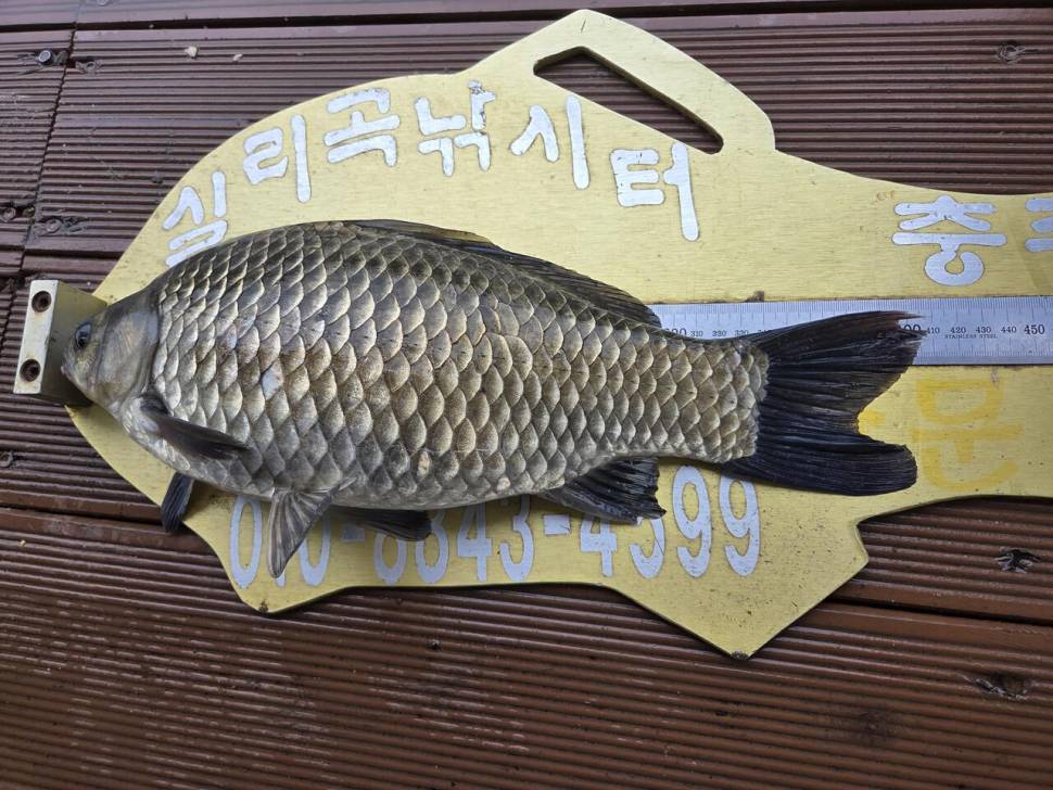 청풍 실리곡낚시터 조황입니다 (조황조행기 - 충주호조황속보)