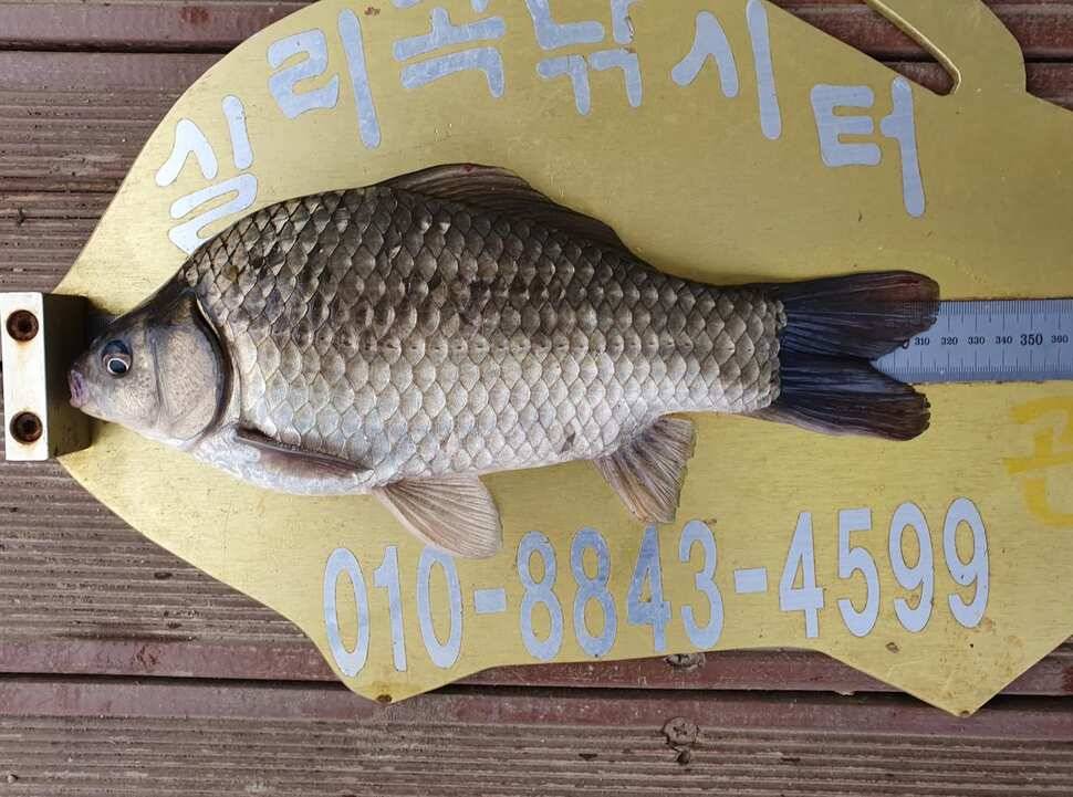 실리곡낚시터 414짜 조황입니다 (조황조행기 - 충주호조황속보)