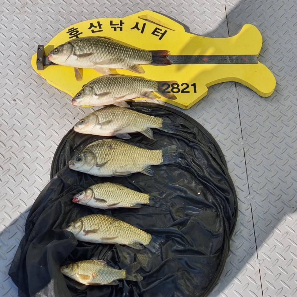 후산낚시터 조황 안내 입니다 (조황조행기 - 충주호조황속보)