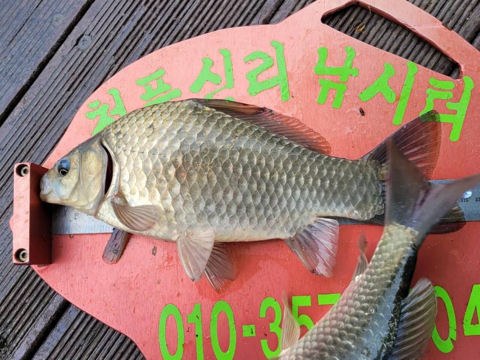 청풍신리낚시터 허리급 조황입니다 (조황조행기 - 충주호조황속보)