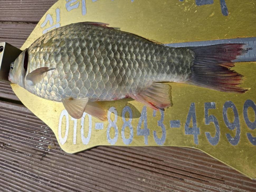 청풍 실리곡낚시터 41cm 조황입니다 (조황조행기 - 충주호조황속보)