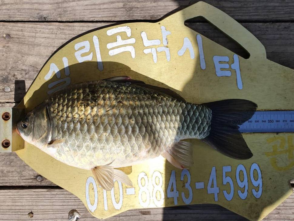 실리곡낚시터 41cm허리급 조황입니다 (조황조행기 - 충주호조황속보)