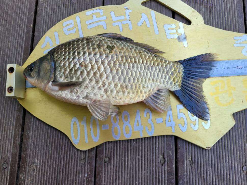 청풍 실리곡낚시터 4짜외 허리급 조황입니다 (조황조행기 - 충주호조황속보)