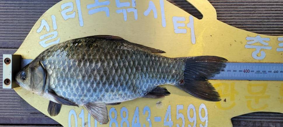 실리곡낚시터 허리급 조황입니다 (조황조행기 - 충주호조황속보)