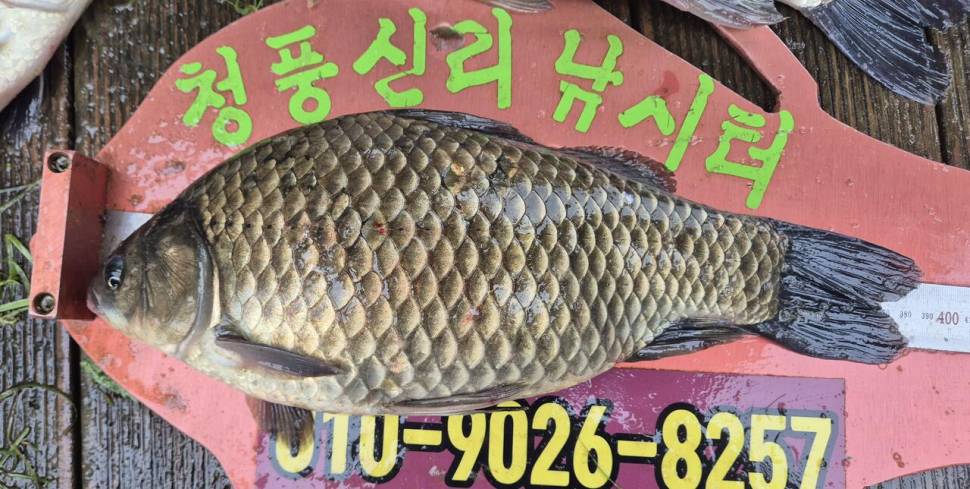청풍신리 조황입니다 (조황조행기 - 충주호조황속보)