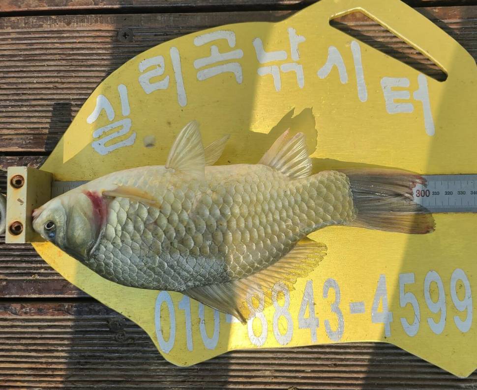 청풍 실리곡낚시터 허리급 조황입니다 (조황조행기 - 충주호조황속보)