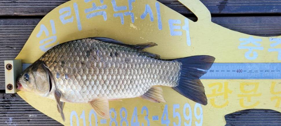 청풍실리곡낚시터 허리급 조황입니다 (조황조행기 - 충주호조황속보)