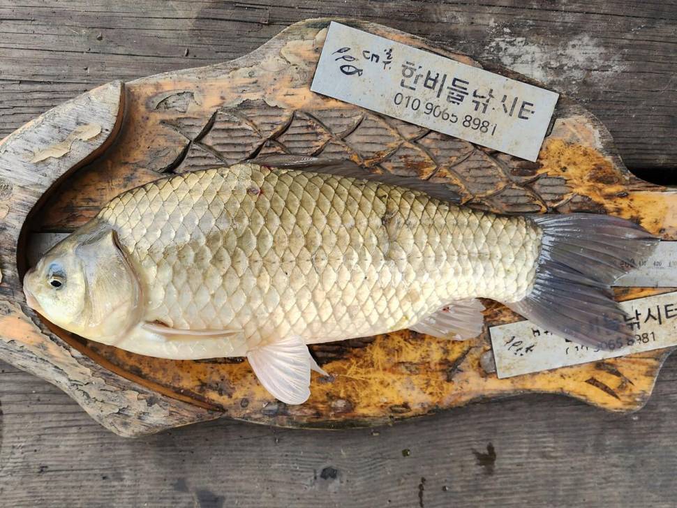 청풍 한버들 계속되는 4짜 행진대박입니다 (조황조행기 - 충주호조황속보)