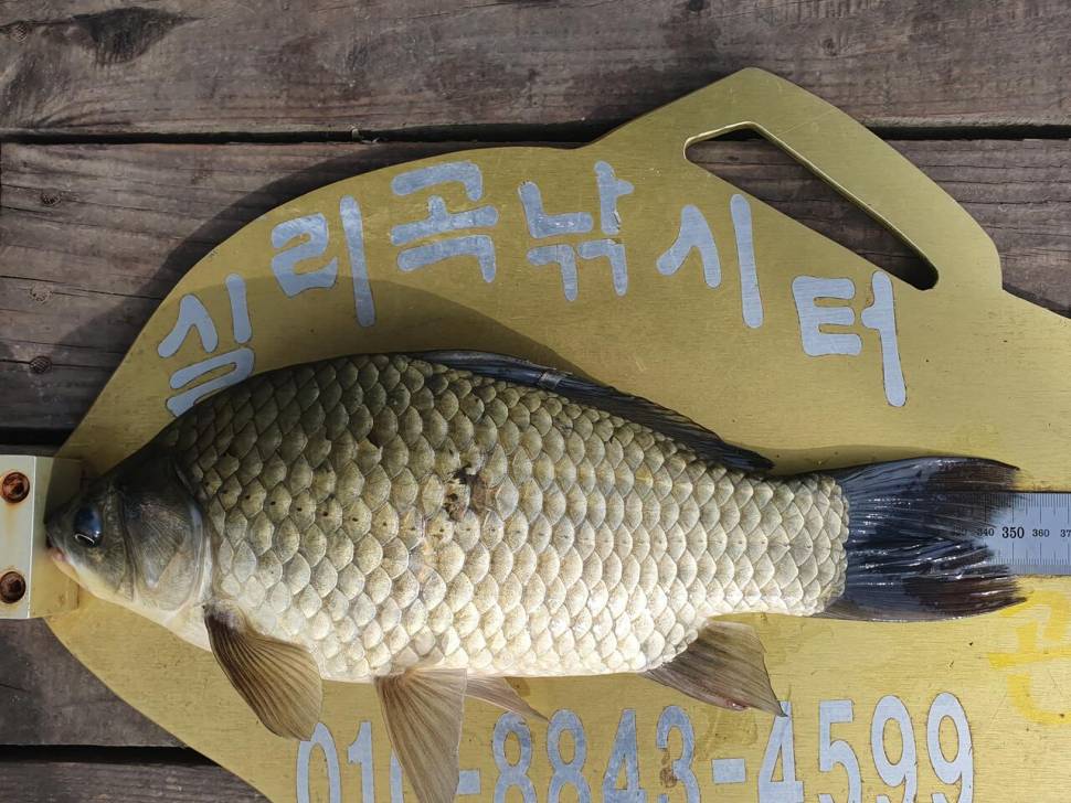 실리곡낚시터 허리급 조황입니다 (조황조행기 - 충주호조황속보)