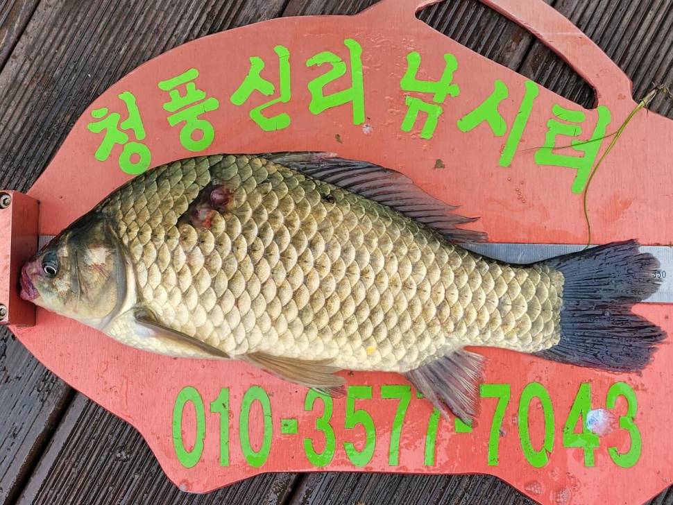 청풍신리낚시터 허리급 조황입니다 (조황조행기 - 충주호조황속보)