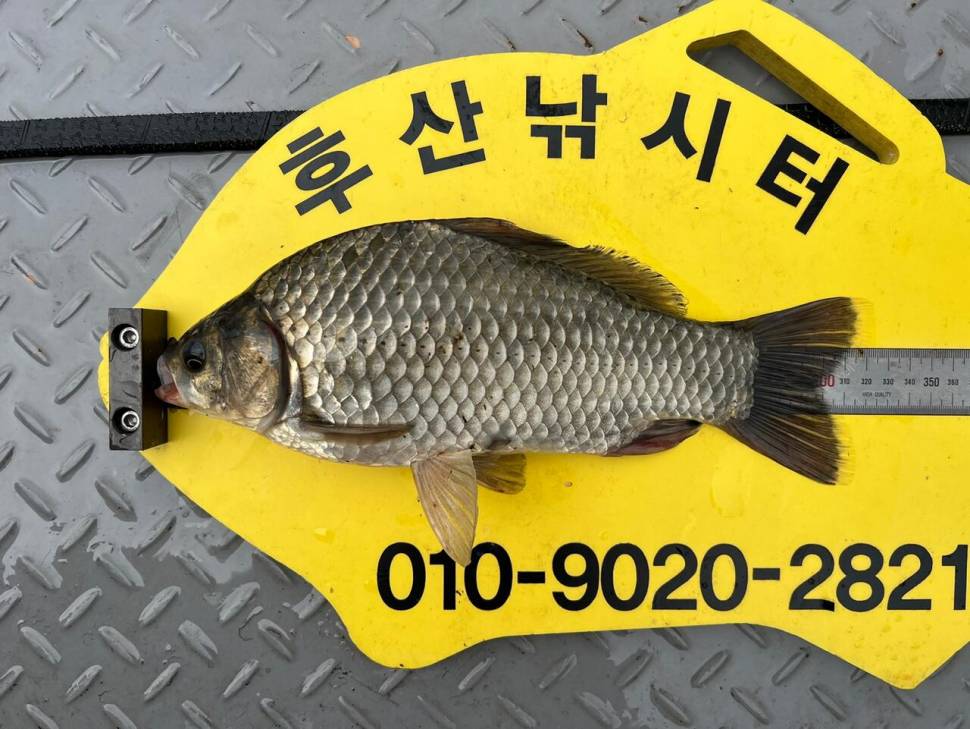 후산낚시터 조황정보 (조황조행기 - 충주호조황속보)