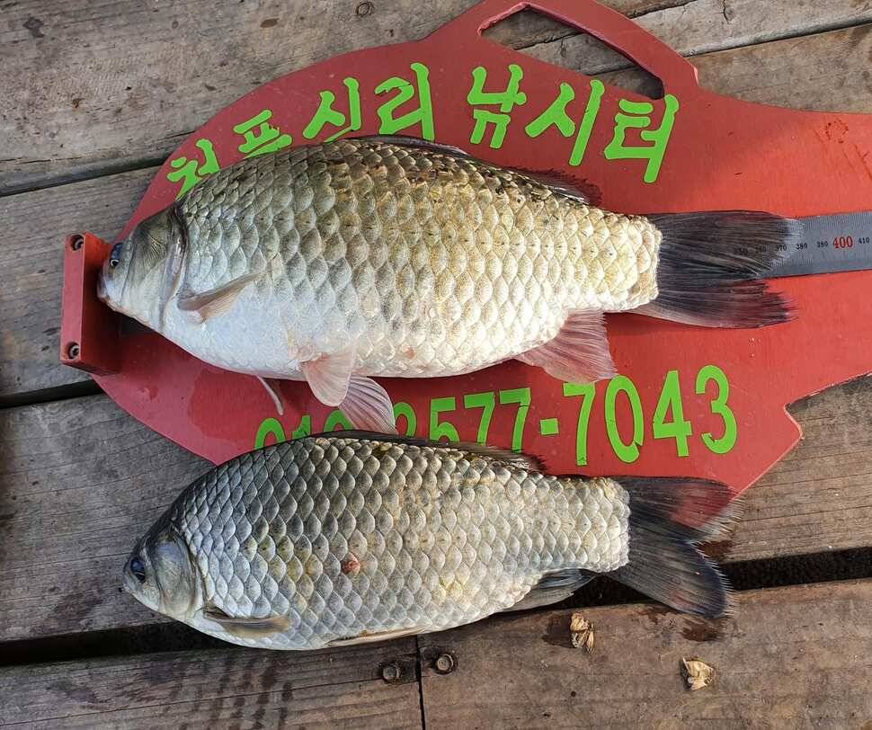 청풍신리낚시터 허리급입니다 (조황조행기 - 충주호조황속보)