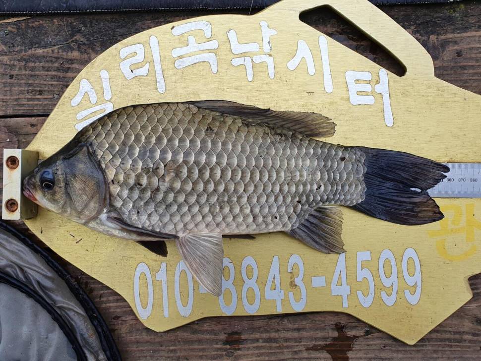 실리곡낚시터 허리급 조황입니다 (조황조행기 - 충주호조황속보)