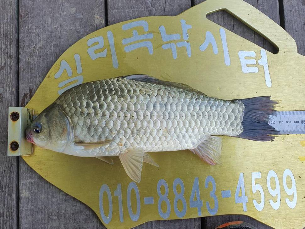실리곡낚시터 허리급 조황입니다 (조황조행기 - 충주호조황속보)